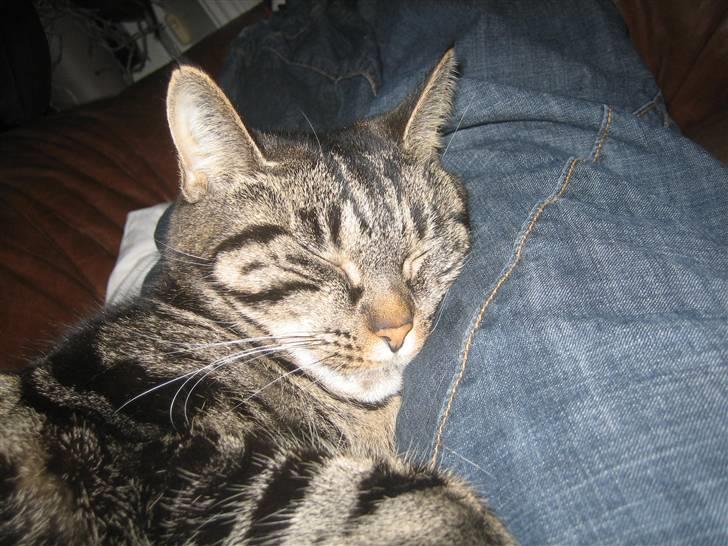 Huskat R.I.P. Mille billede 8