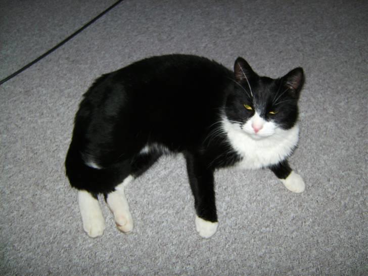 Huskat Kaiser billede 4