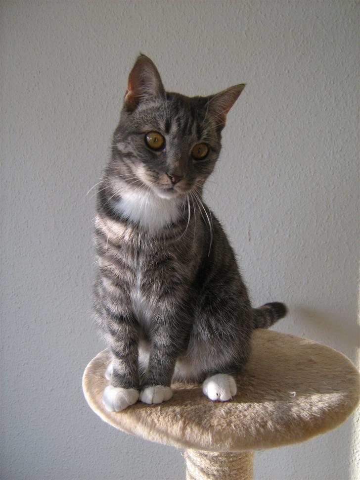 Huskat Whiskey billede 1