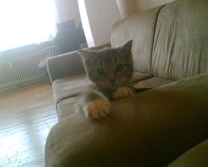 Huskat Whiskey - da Whiskey var lille :) 2006 billede 2