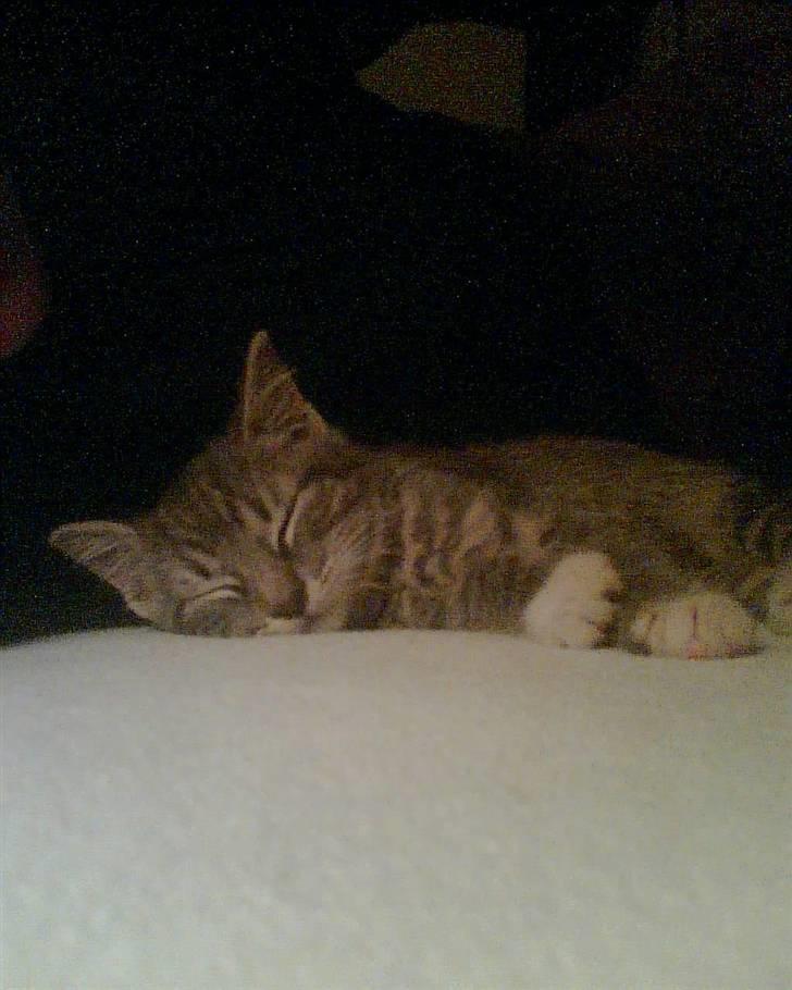 Huskat Whiskey - da Whiskey var lille :) 2006 billede 3