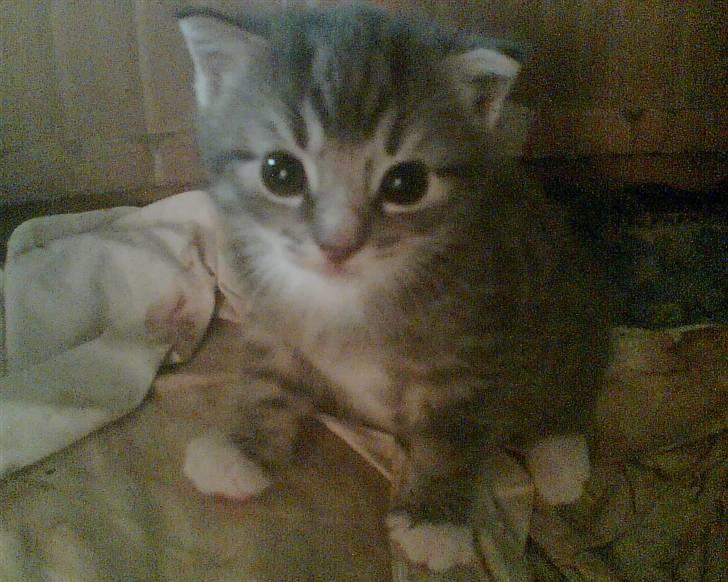 Huskat Whiskey - da Whiskey var lille :) 2006 billede 4