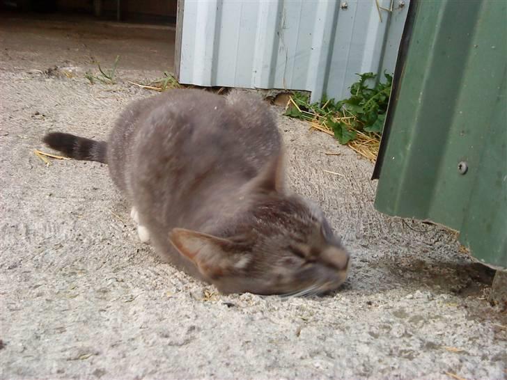 Huskat Whiskey billede 5