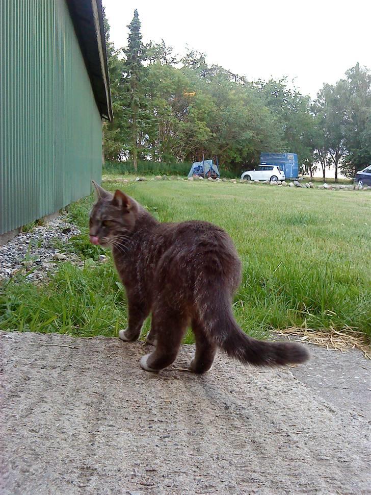 Huskat Whiskey billede 6