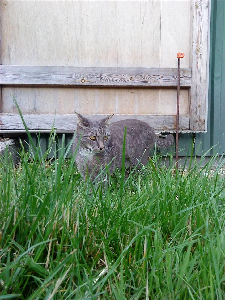 Huskat Whiskey billede 7