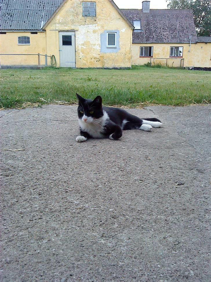 Huskat Kaiser billede 5