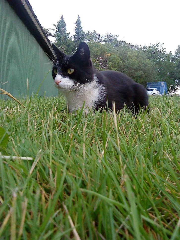 Huskat Kaiser billede 6