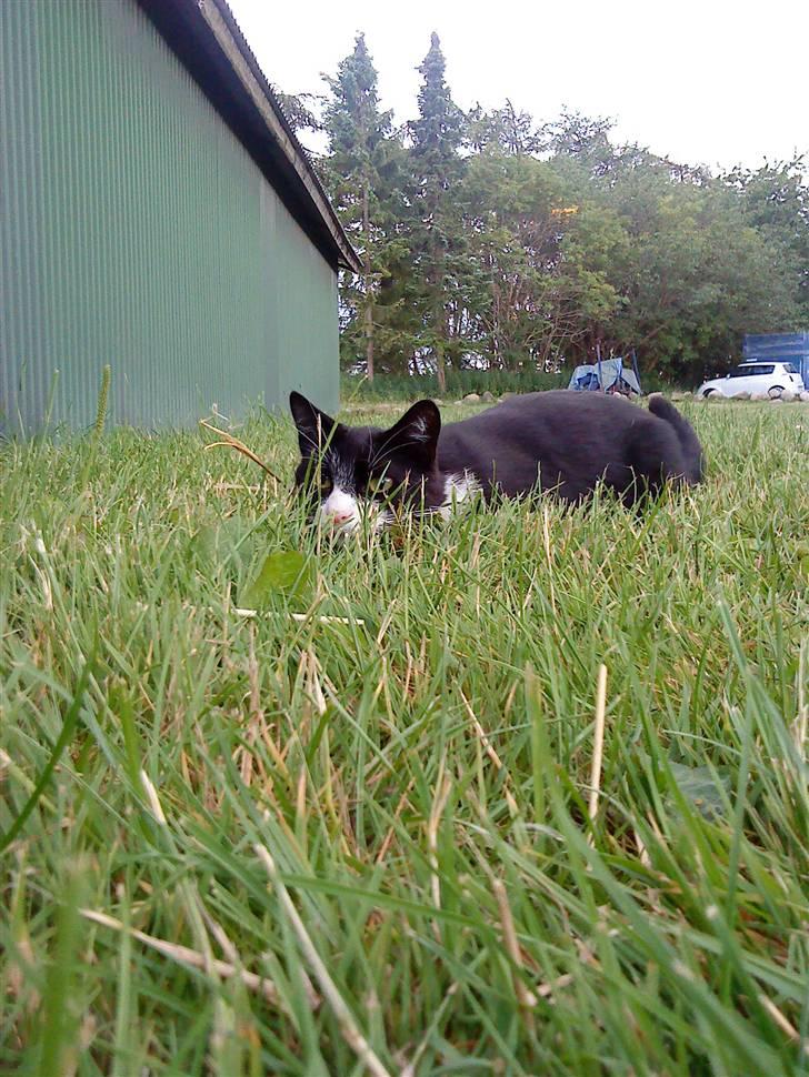 Huskat Kaiser billede 7