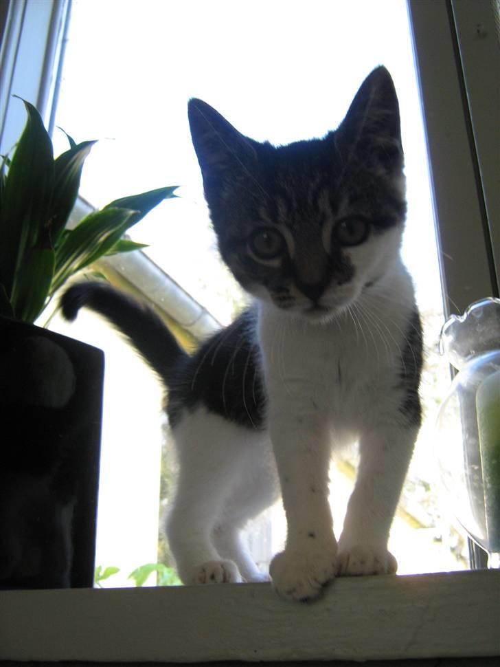 Huskat Bailey billede 1