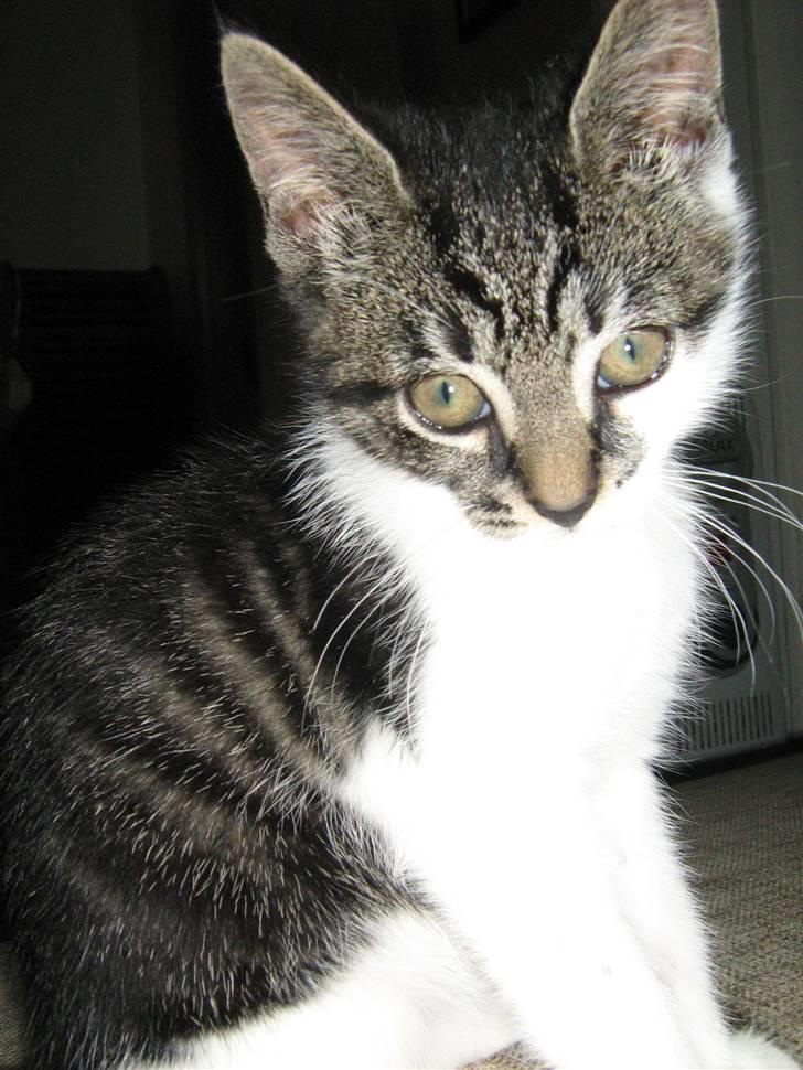 Huskat Bailey billede 2