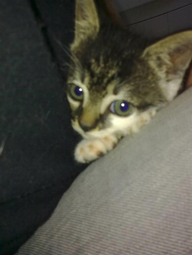 Huskat Bailey billede 3