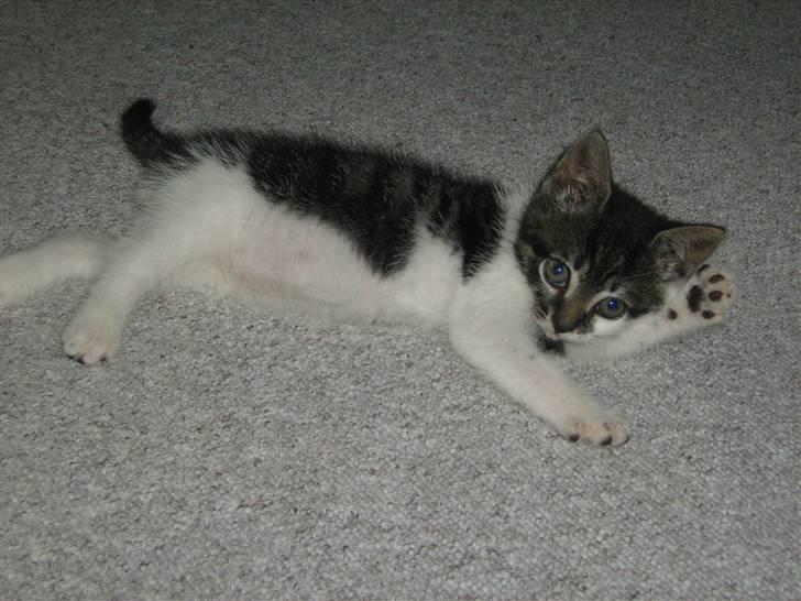 Huskat Bailey billede 4