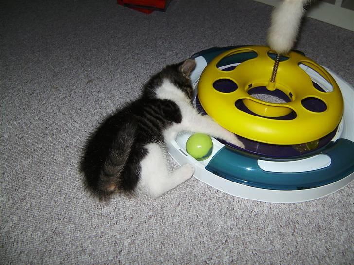 Huskat Bailey billede 5