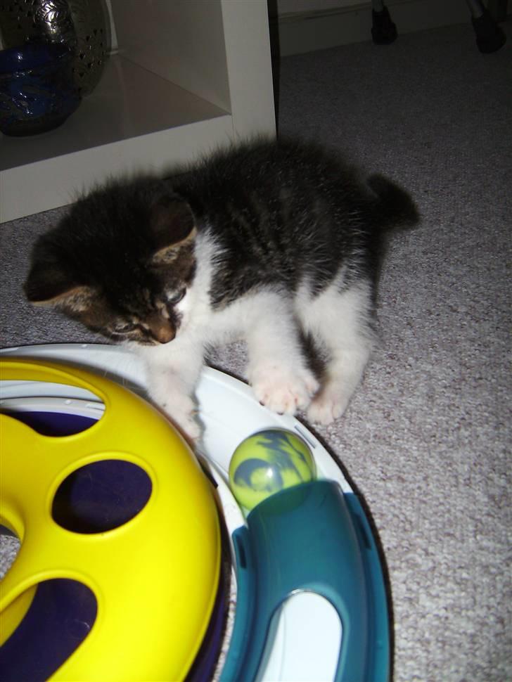 Huskat Bailey billede 6