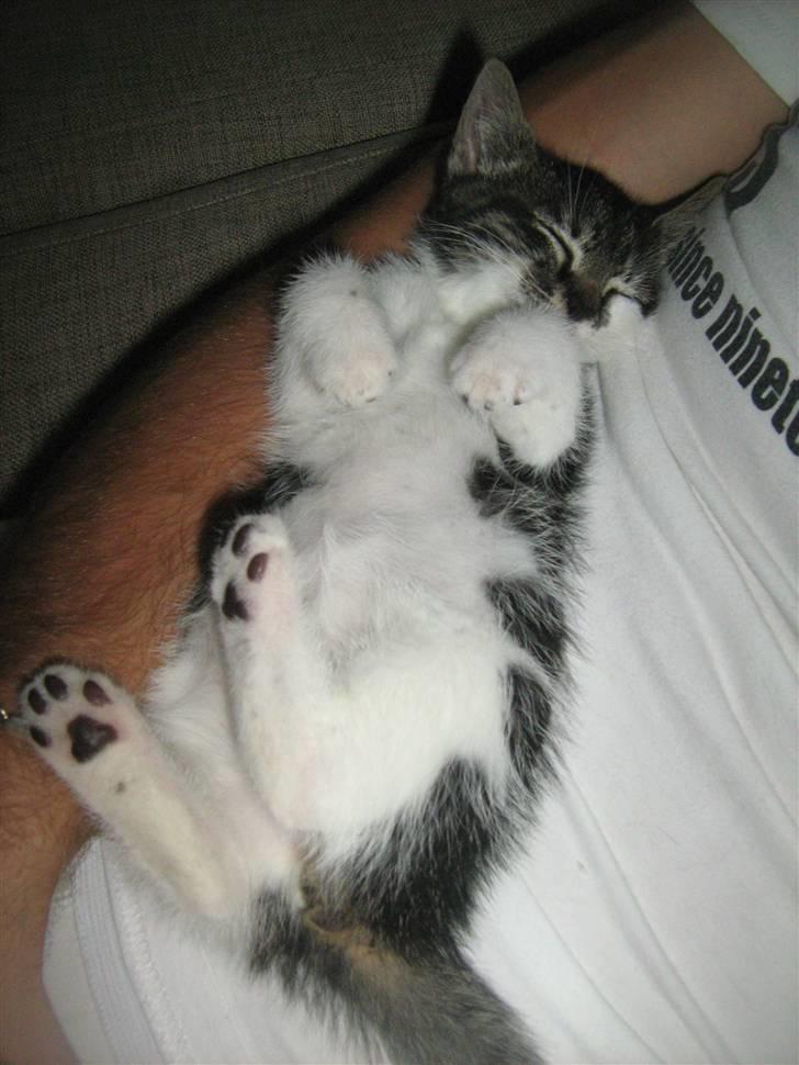 Huskat Bailey billede 7