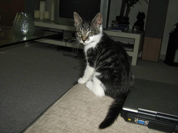 Huskat Bailey billede 8