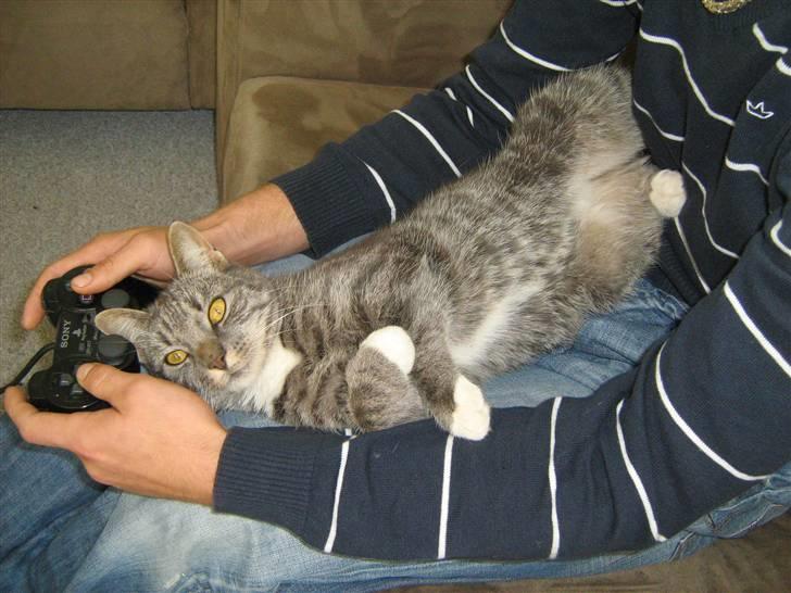 Huskat Whiskey billede 8