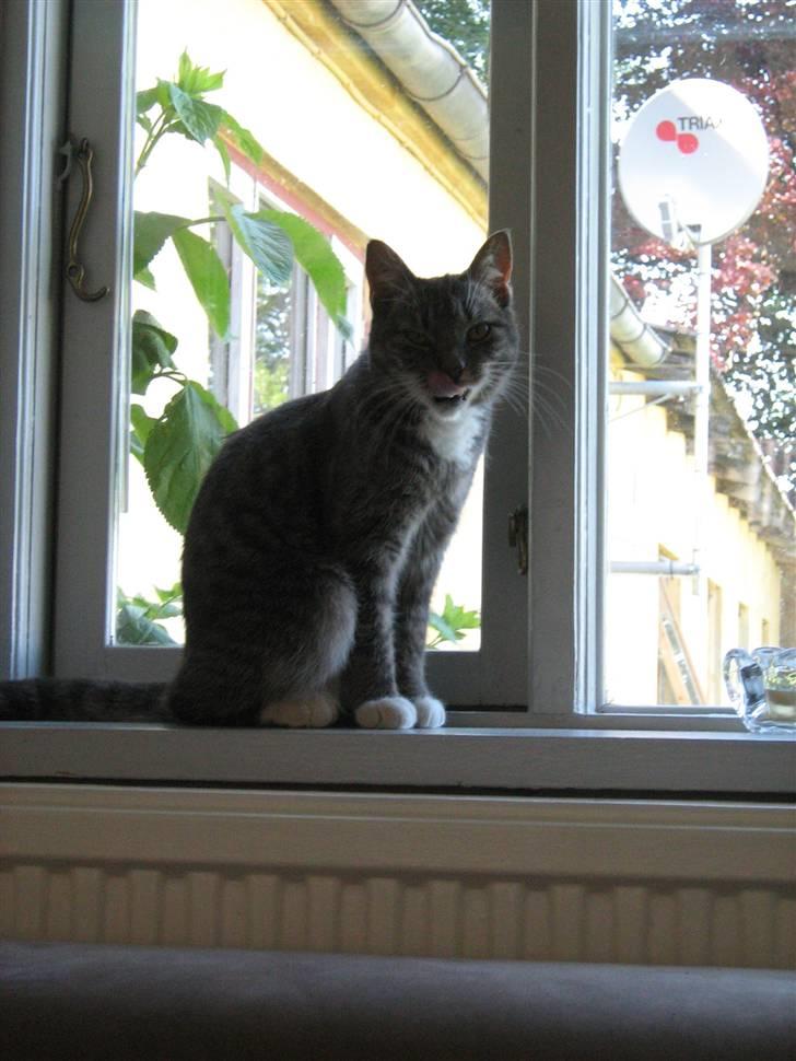 Huskat Whiskey billede 9