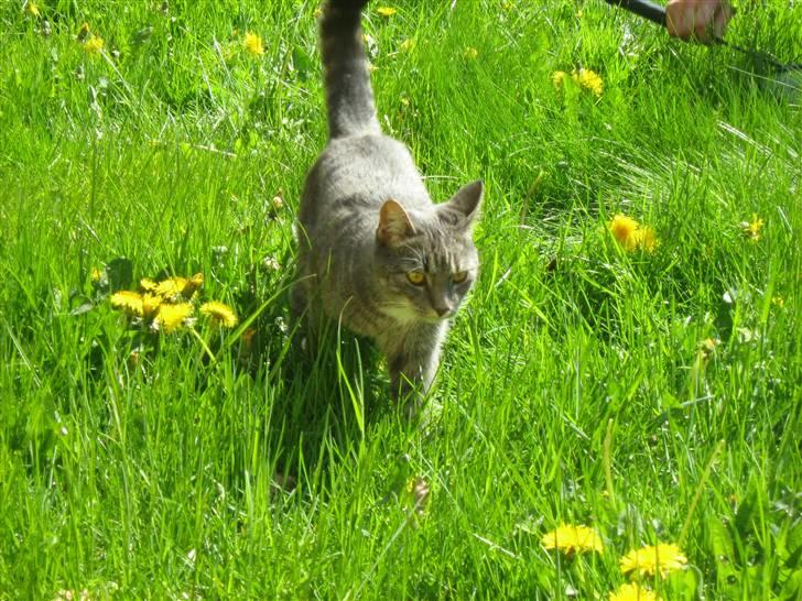 Huskat Whiskey billede 10