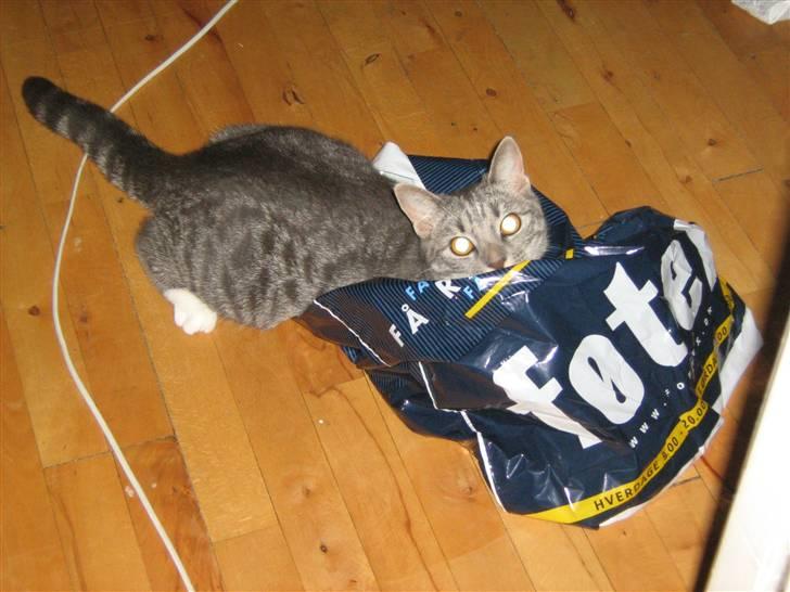 Huskat Whiskey billede 11