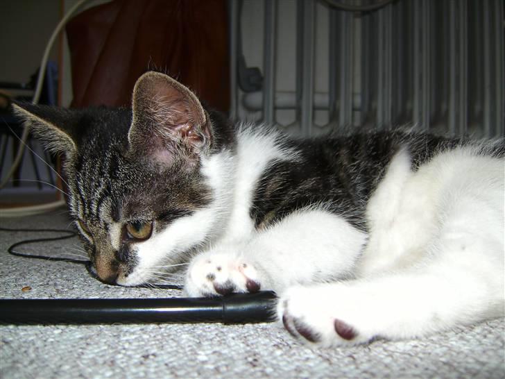 Huskat Bailey billede 9