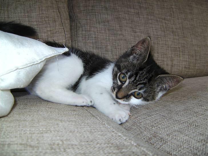 Huskat Bailey billede 10