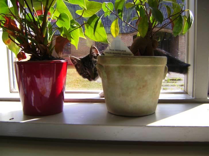 Huskat Bailey billede 11