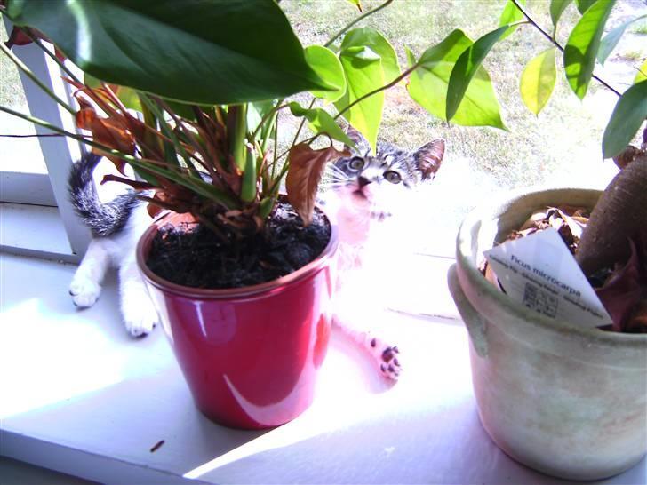 Huskat Bailey billede 12