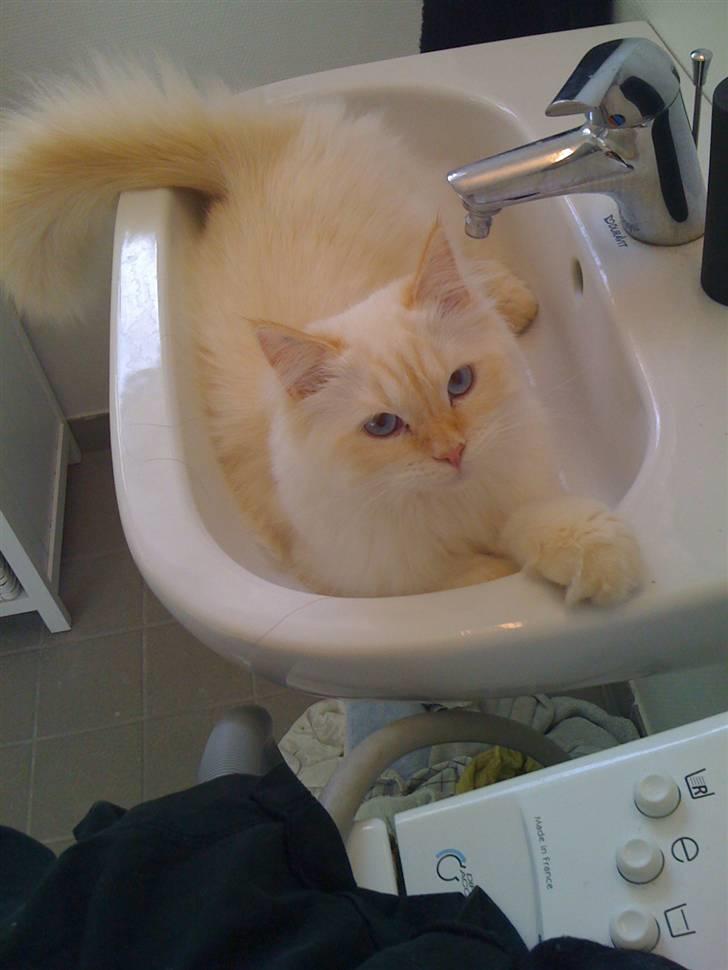 Blanding af racer Sebastian - 1 år. Han er blevet glad for at ligge i håndvasken :) billede 13