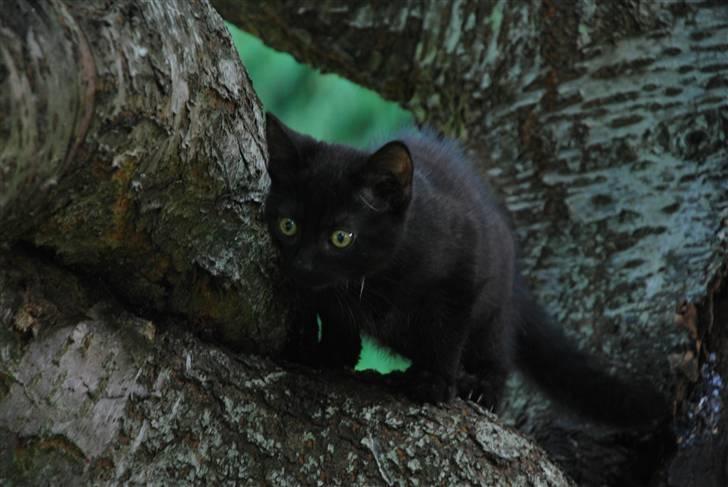 Huskat Albert billede 1