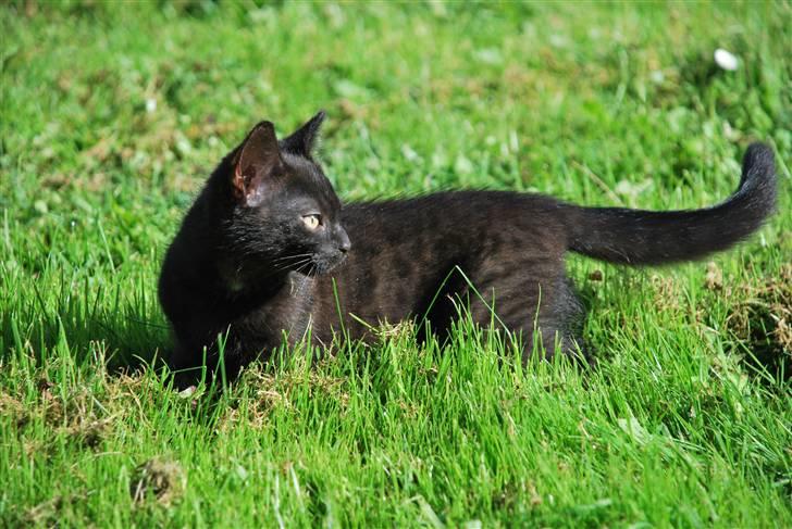 Huskat Albert billede 2