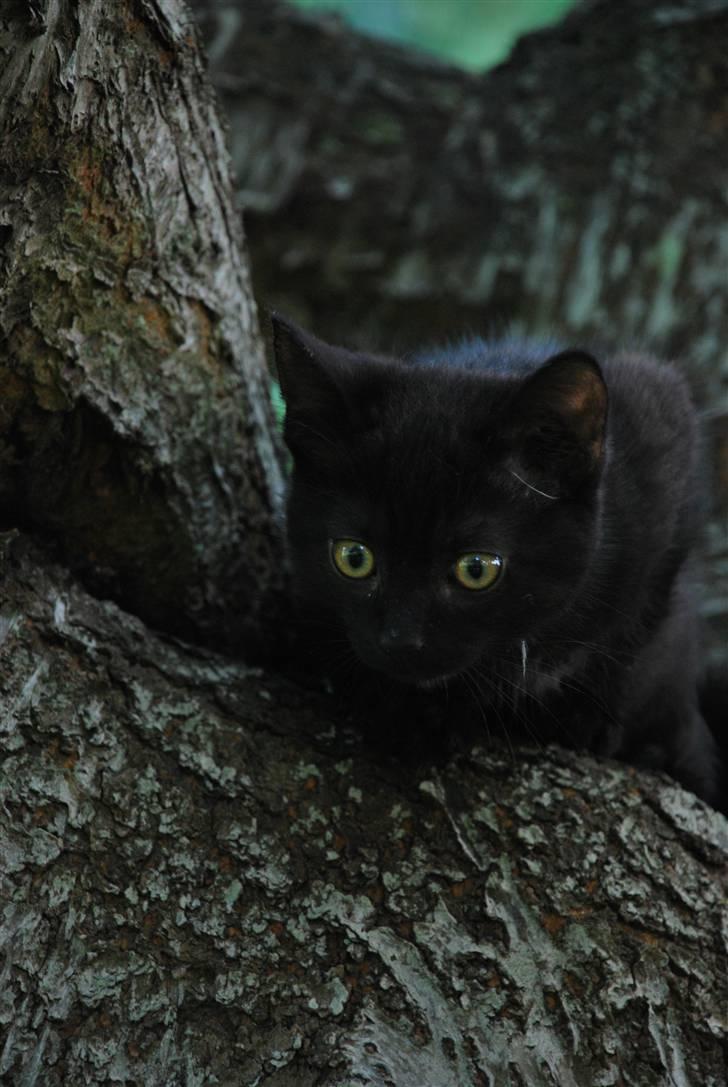 Huskat Albert billede 3