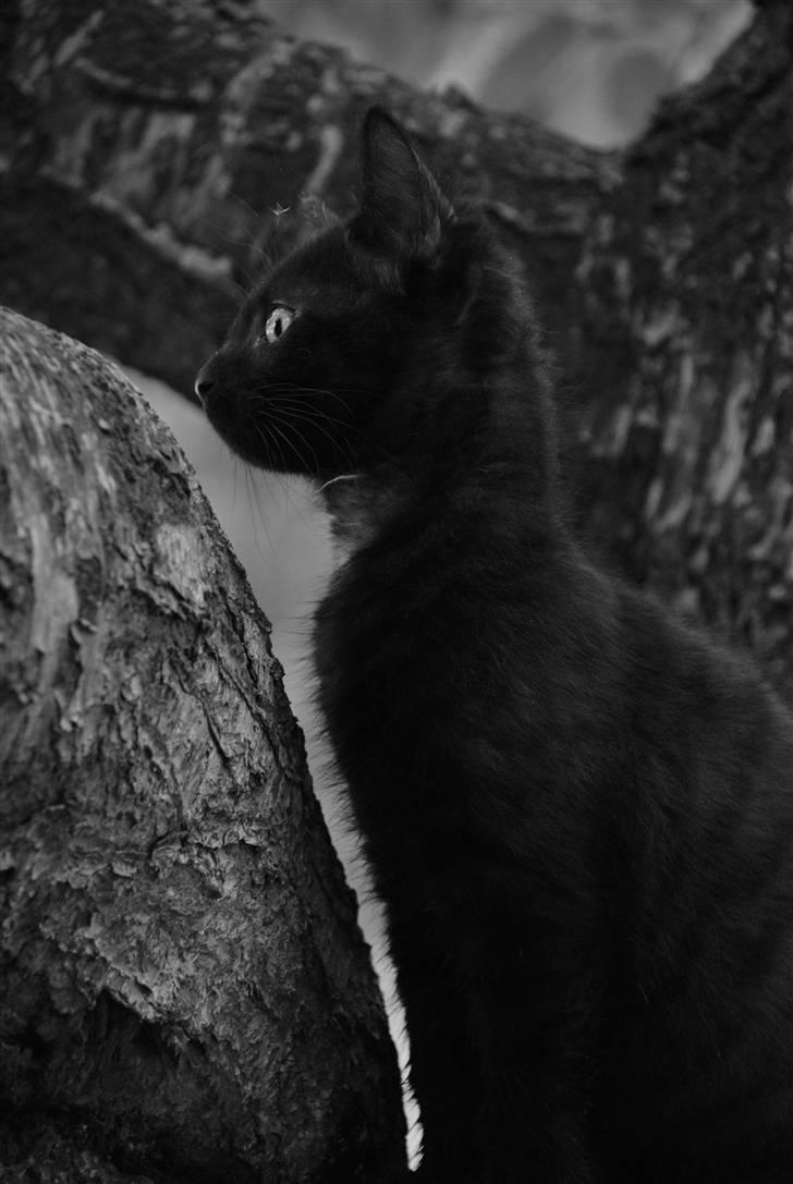 Huskat Albert billede 4