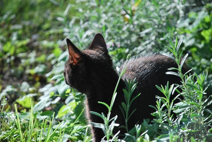 Huskat Albert billede 5