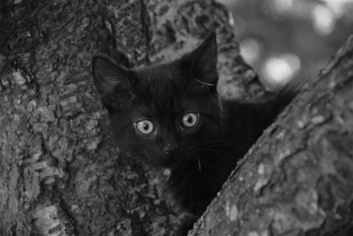 Huskat Albert billede 6