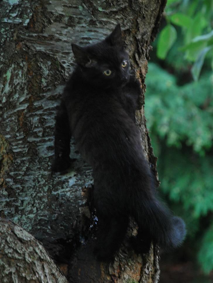 Huskat Albert billede 7