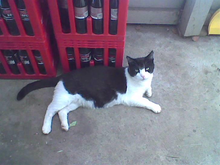 Huskat R.I.P. Oliver billede 7