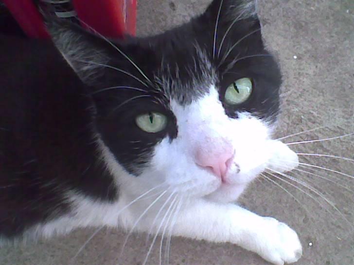 Huskat R.I.P. Oliver billede 8