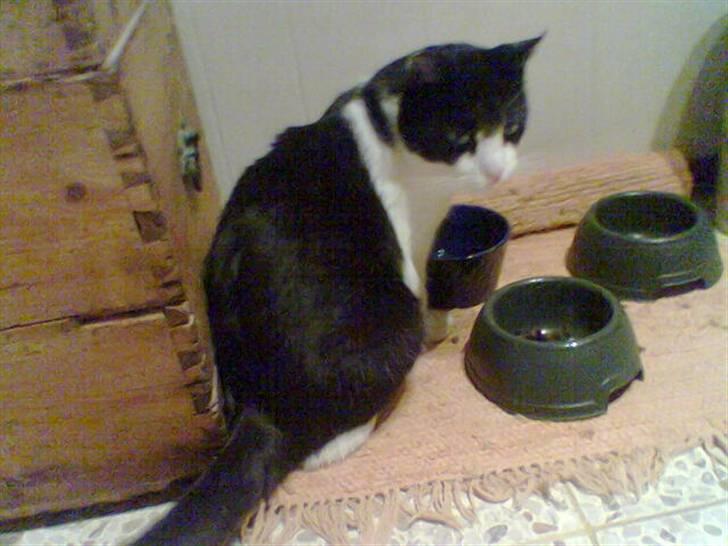 Huskat R.I.P. Oliver billede 9