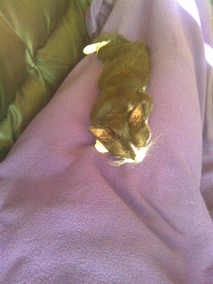 Huskat Nella billede 6