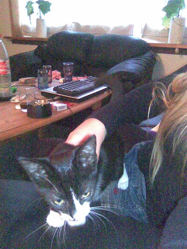 Huskat Nella billede 7