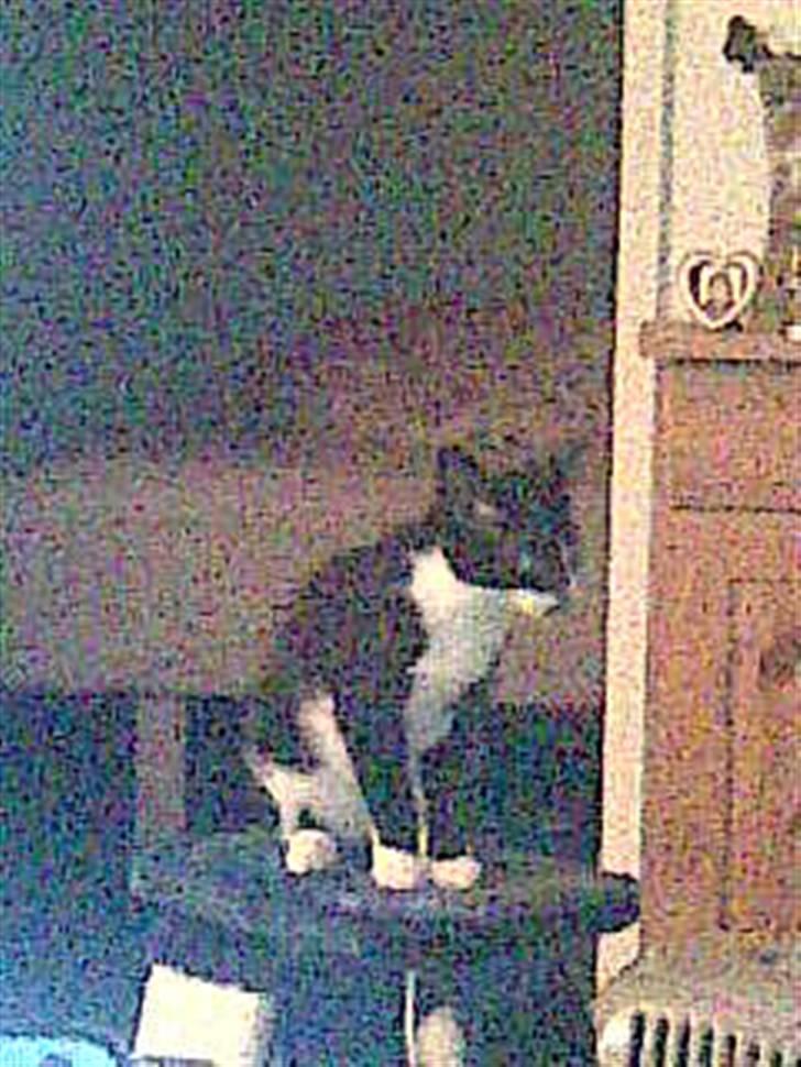 Huskat Nella billede 8