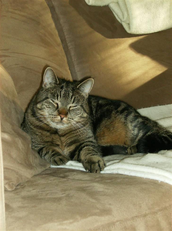 Huskat Pumba billede 12