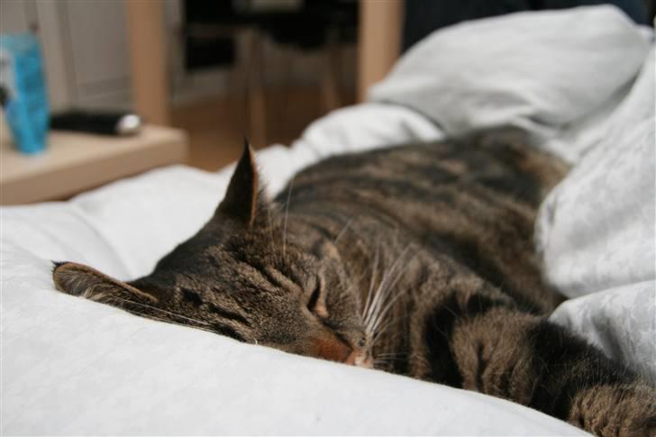 Huskat Pumba billede 13