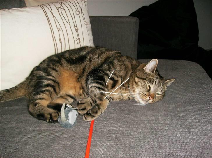 Huskat Pumba billede 14