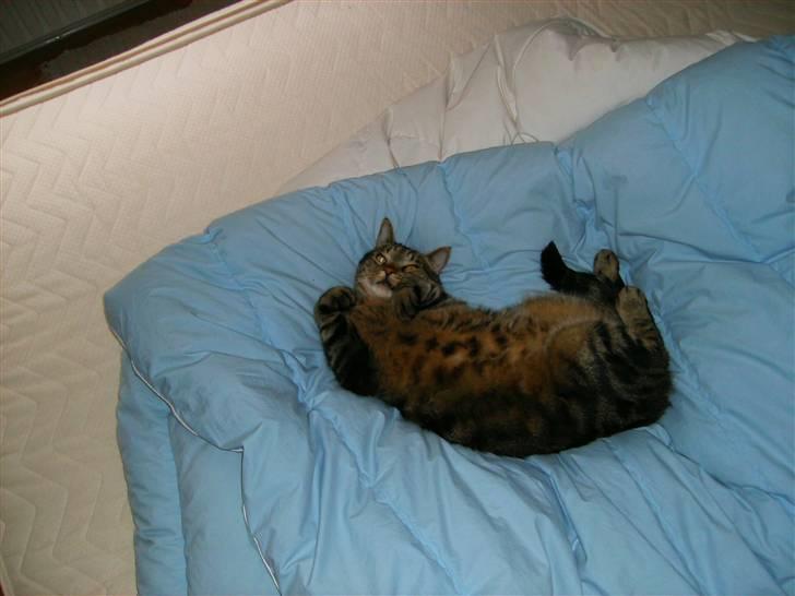 Huskat Pumba billede 15