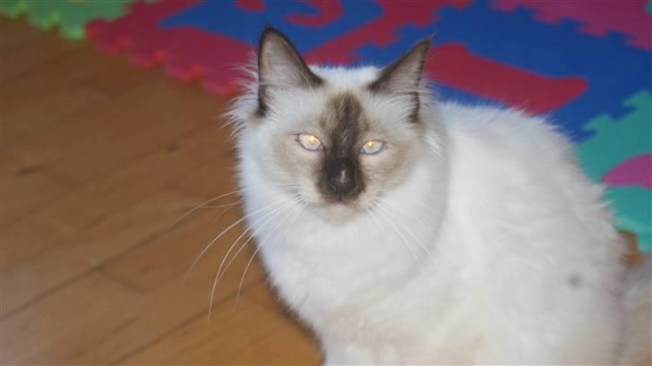 Hellig Birma DK Beau Chaton Diablo billede 1