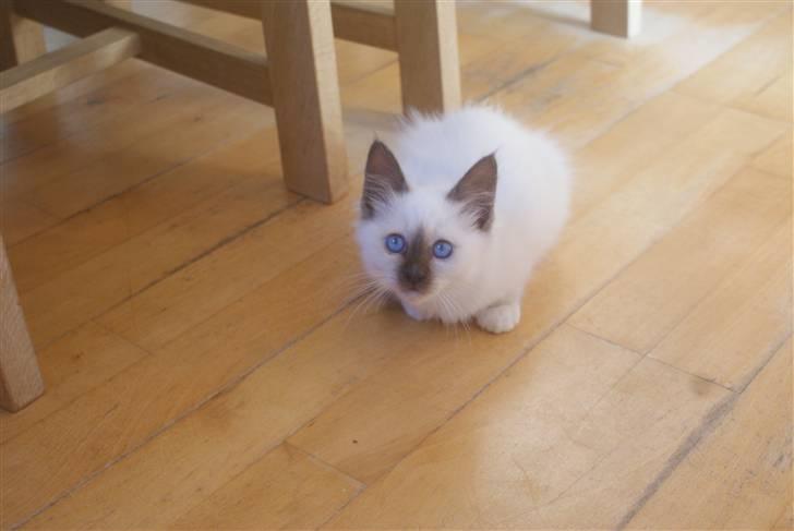 Hellig Birma DK Beau Chaton Diablo billede 2