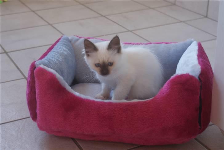 Hellig Birma DK Beau Chaton Diablo billede 3