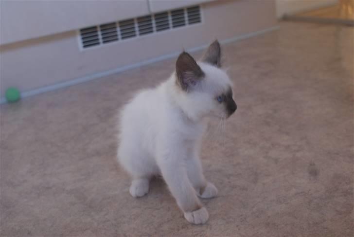 Hellig Birma DK Beau Chaton Diablo billede 4